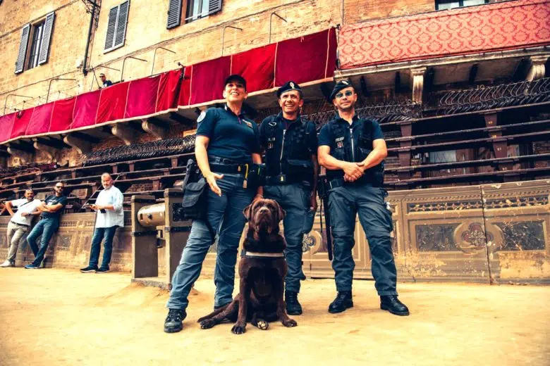 Palio di Siena, Polizia cinofila in Piazza del Campo