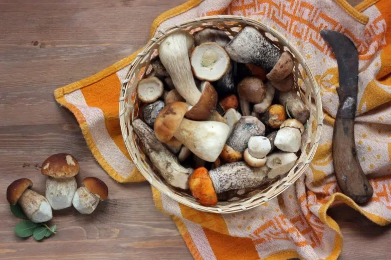 Asl Tse, attivo il servizio di controllo dei funghi raccolti Cestino funghi su tavolo