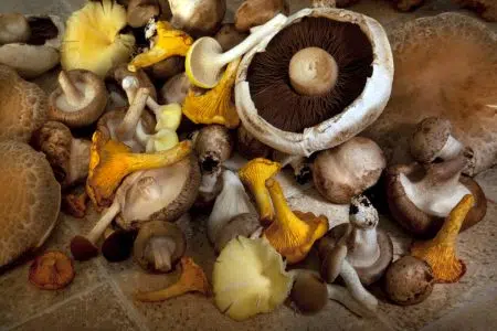 Tempo di funghi, le aperture degli sportelli micologici Funghi