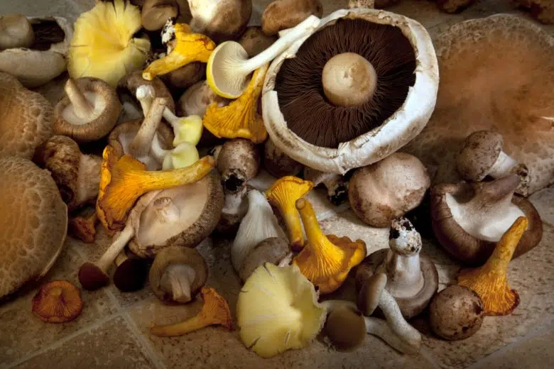 Funghi