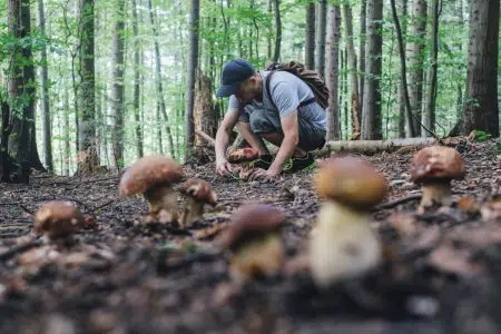 Funghi, Coldiretti Toscana: porcini che passione ma anche pericoli Raccolta funghi porcini nel bosco