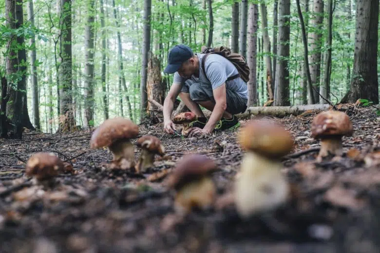 Funghi, Coldiretti Toscana: porcini che passione ma anche pericoli Raccolta funghi porcini nel bosco