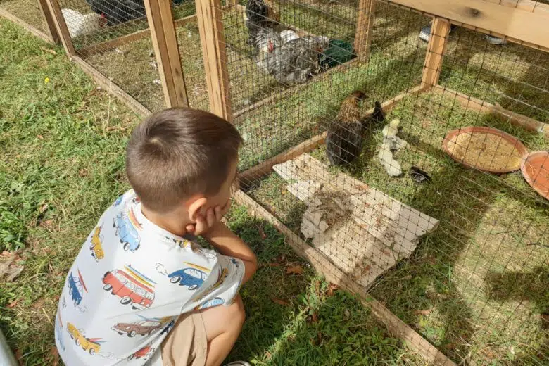 Torrita Biodiversità, bambino osserva animali