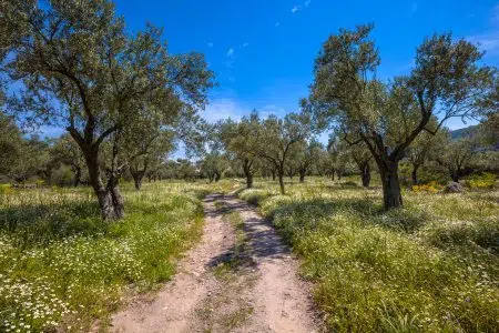 “Camminata tra gli Olivi” a Serre di Rapolano nel segno della tradizione olearia "Camminata tra gli olivi", sentiero in oliveto