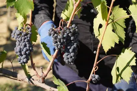 Brunello di Montalcino: vendemmia in ottobre, non succedeva da anni Brunello di Montalcino, grappoli, vendemmia