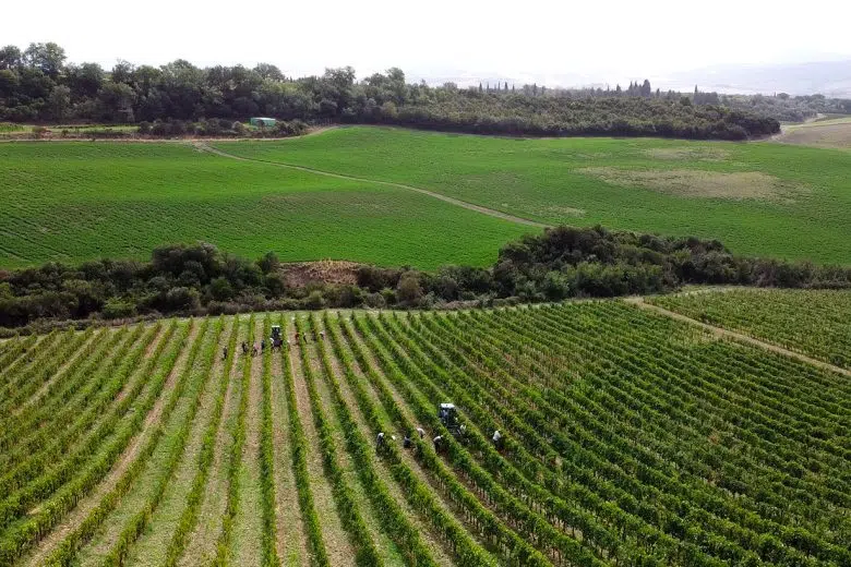 Brunello di Montalcino, vendemmia vigneti