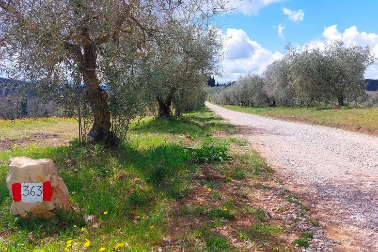 Torna la Camminata tra gli Olivi a Castelnuovo Berardenga Camminata tra gli Olivi a Castelnuovo Berardenga