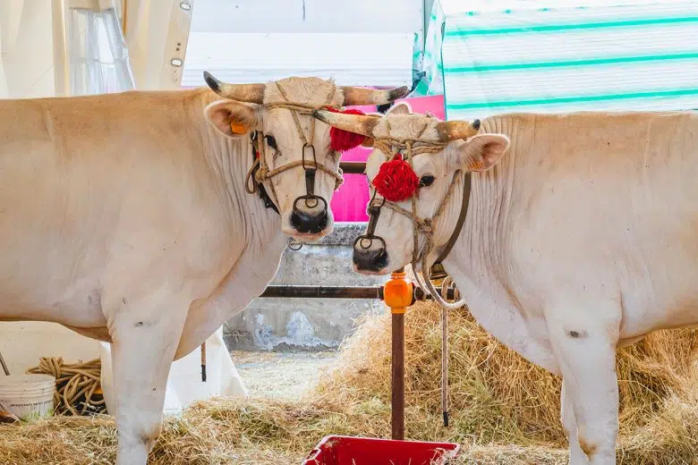 A Sinalunga torna la Fiera alla Pieve Fiera alla Pieve di Sinalunga, razza Chianina