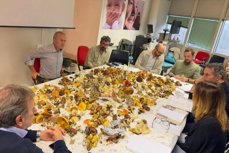 Formazione esperti micologi, tavolo con funghi