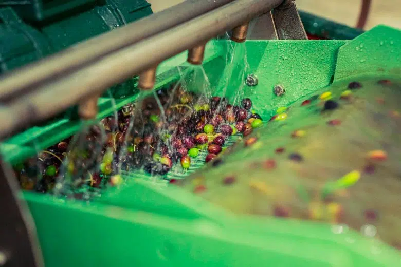 "Il primo olio e altro ancora..." frantoio olive a Montisi