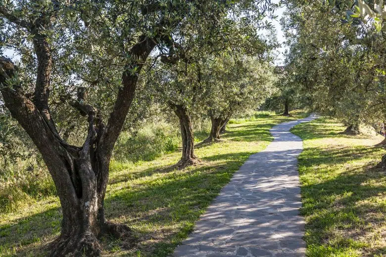 Per la prima volta “Camminata tra gli Olivi” a Poggibonsi Olivi, sentiero