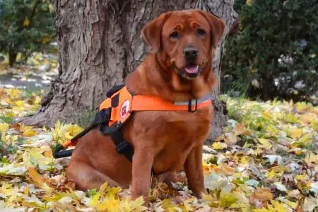 Scuola nazionale cani guida per ciechi, porte aperte sabato 19 ottobre Scuola nazionale cani guida per ciechi a Scandicci, cane in primo piano