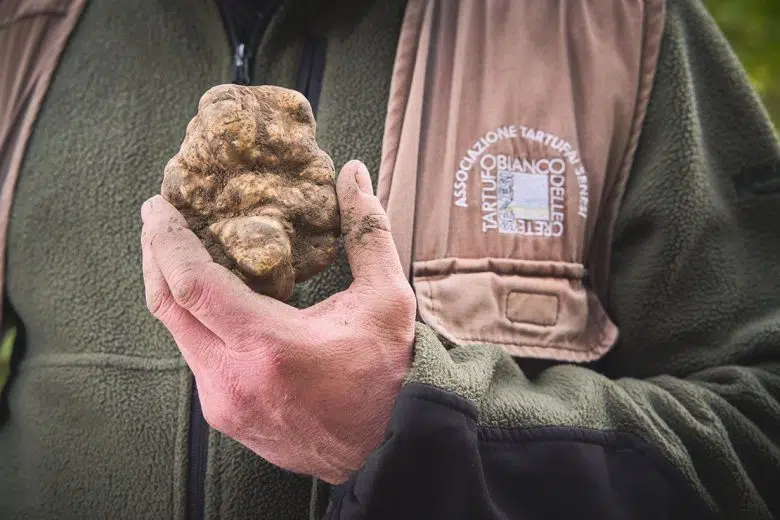 Tartufo Bianco delle Crete Senesi
