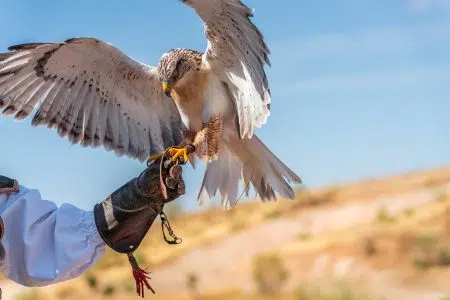 Emozioni con la falconeria a Castellina in Chianti Falconeria