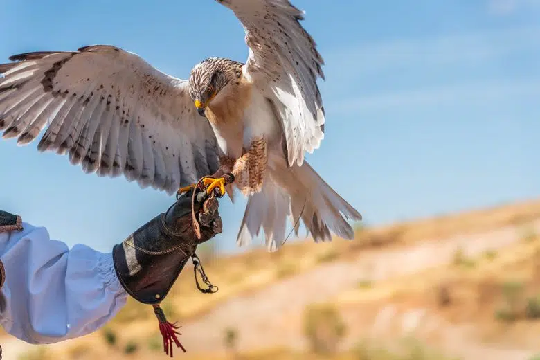 Falconeria