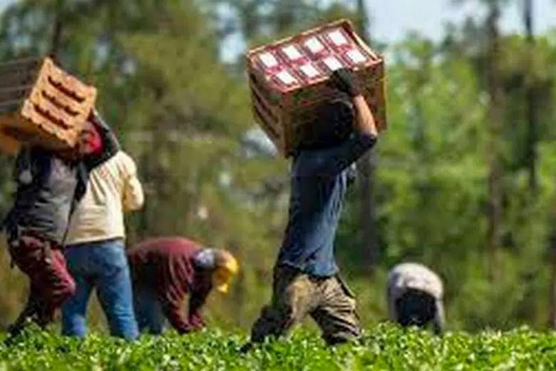 Coldiretti: agricoltura motore economico del territorio, caporalato e sfruttamento lontani dalla provincia di Siena Caporalato in agricoltura