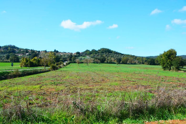 Casole Fiorita 2026, il borgo si veste di primavera Casole d'Elsa, prato