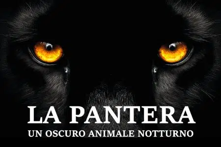 Teatro Povero di Monticchiello: “La Pantera – un oscuro animale notturno” La pantera, locandina