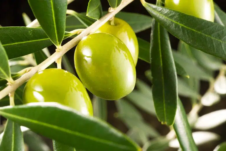 A Sinalunga si conclude il programma “Clanis Oleum” Olive su olivo