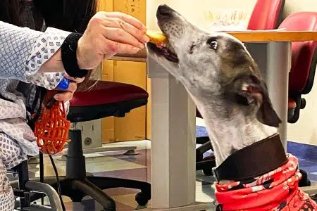 Ospedale di Campostaggia, è un cagnolino a fare la prima pet visiting Pet visiting, ospedale di Campostaggia