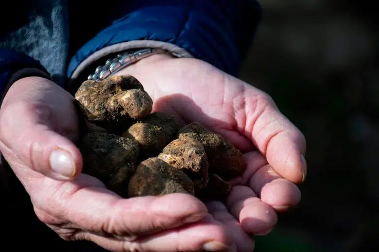Tartufo bianco delle Crete Senesi, Asciano