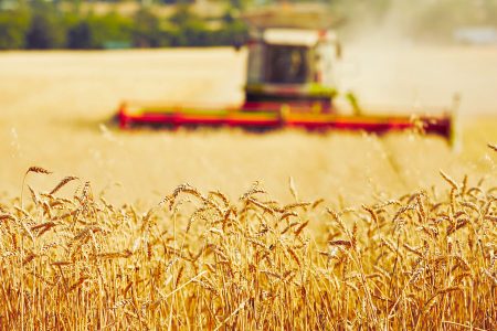 Agricoltura senese in forte sofferenza, Cia Siena in mobilitazione Agricoltura, campo di grano con mietitrebbia