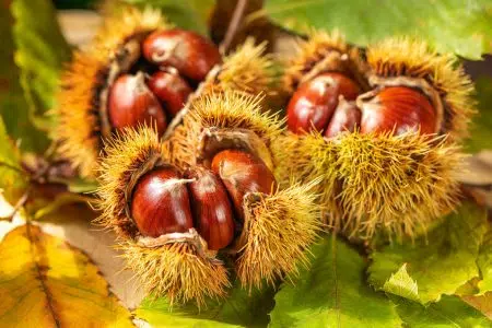 Riccio della castagna, le proprietà antibatteriche di un sottoprodotto forestale riconosciute come additivo e antibatterico Castagne con riccio