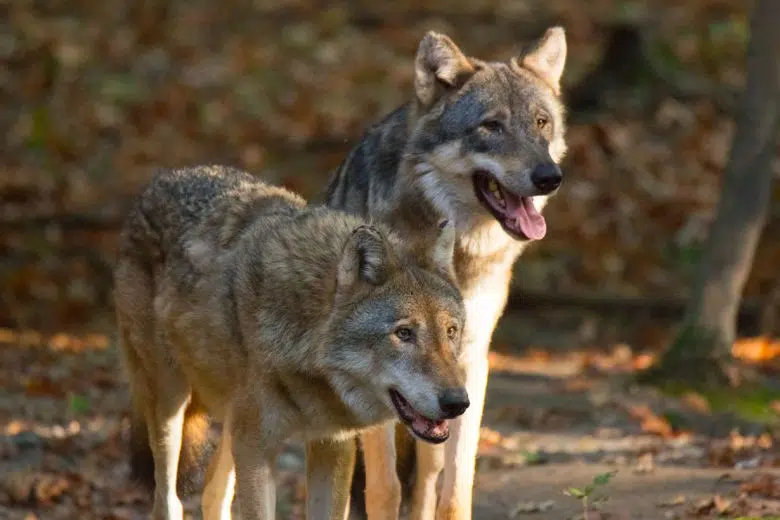 Lupo italiano in natura