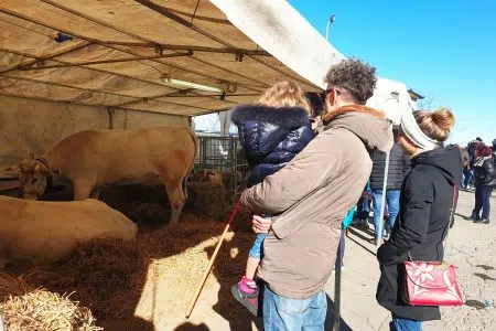 Fiera di Sant’Antonio, domenica 19 gennaio a Torrita di Siena Torrita di Siena, Fiera di Sant'Antonio