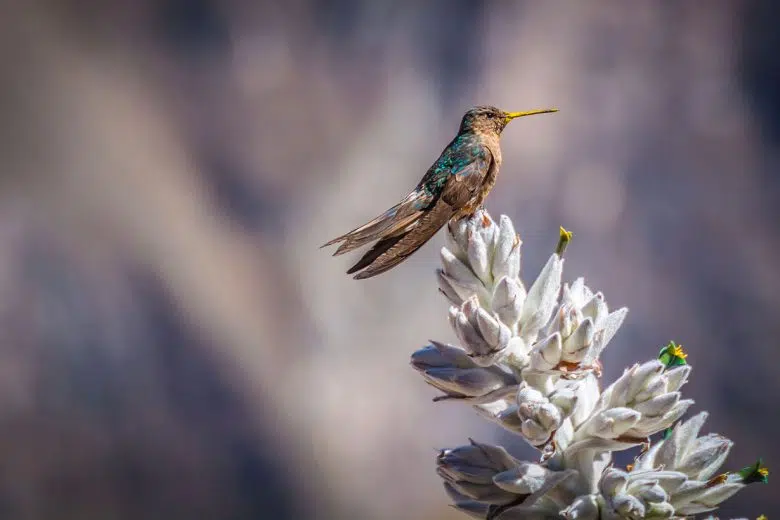 Neotropica, viaggio in America Latina all’Accademia dei Fisiocritici Neotropica all'Accademia dei Fisiocritici di Siena, colibrì in Perù
