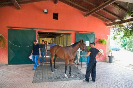 Approvato il “Protocollo per l’addestramento dei cavalli da Palio per l’anno 2026” Previsite Palio di Siena