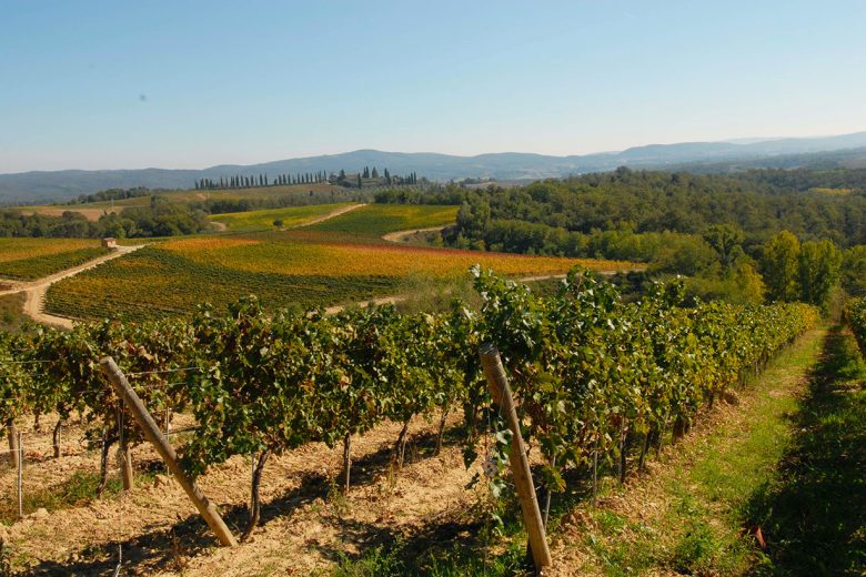 Consorzio Vino Chianti: gennaio 2025 parte solido, a un passo dal record dello scorso anno Vigneto nel Chianti