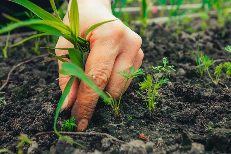 Il progetto del Distretto biologico della Valdelsa si presenta a cittadini e aziende Distretto biologico della Valdelsa, piantina su terreno