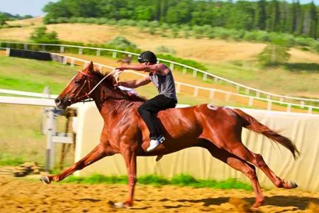 Protocollo per l’addestramento dei cavalli da Palio per l’anno 2026: firmata l’ordinanza sulle misure operative Corse di addestramento a Monticiano