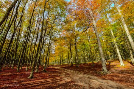 Il Comune di Abbadia San Salvatore a tutela del bosco Bosco ad Abbadia San Salvatore