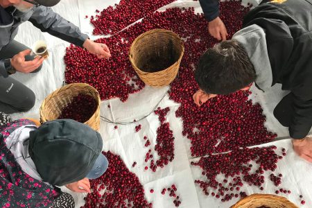 Colle di Val d’Elsa, al Festival di Mensanello il caffè di terroir Lavorazione caffè