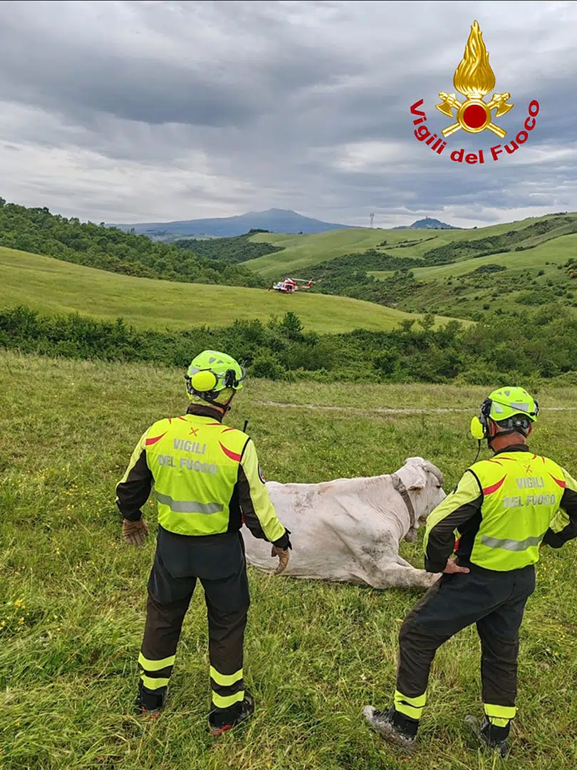 Vigili del Fuoco Piancastagnaio, mucca, elicottero