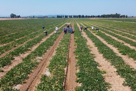 Coldiretti Siena nella sezione territoriale per il lavoro agricolo di qualità Lavoro campi