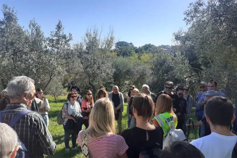 Montepulciano, camminata tra gli olivi