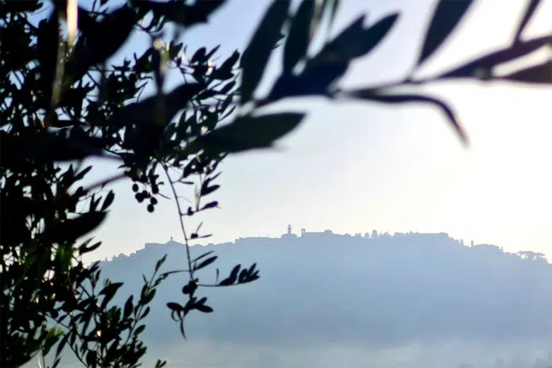 Camminata tra gli olivi 2025 a Montepulciano Montepulciano, panorama olivo