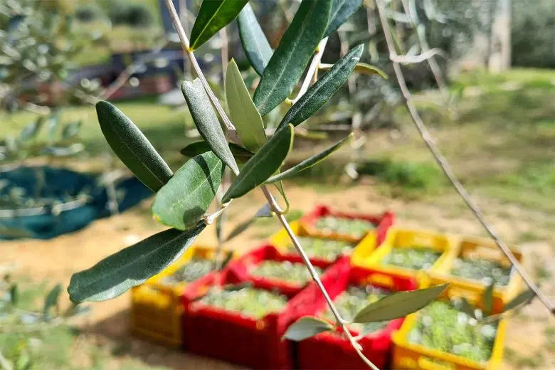 Montepulciano, raccolta olive