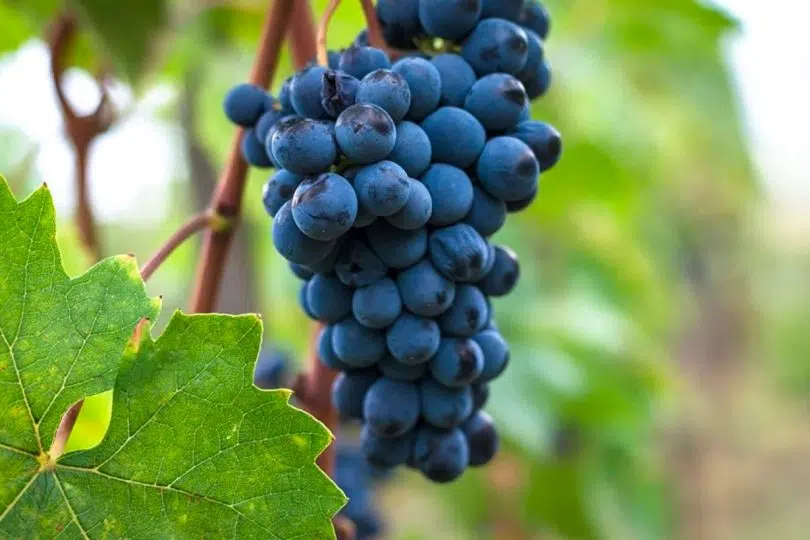 Sangiovese, vitigno Sangioveto, grappolo uva