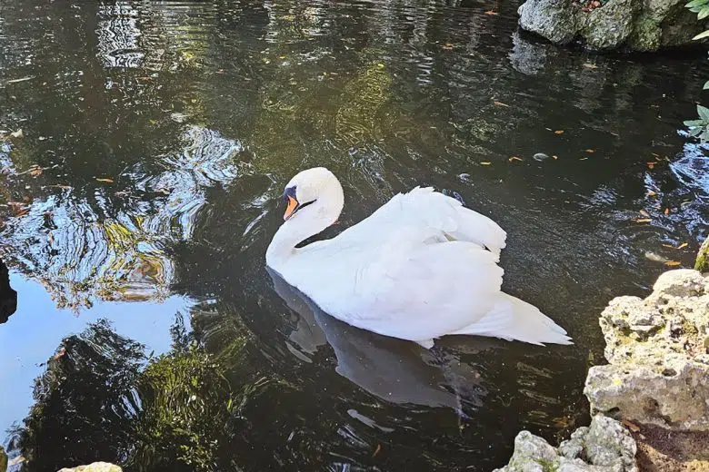 Laghetto giardini La Lizza, cigno