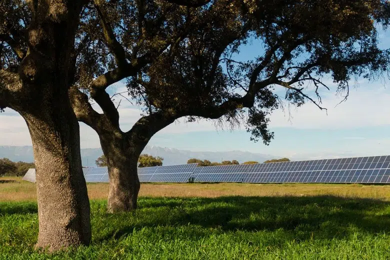 Fornitura di energia rinnovabile, Estra sottoscrive un Corporate PPA con Statkraft Estra-Statkraft, alberi, pannelli solari
