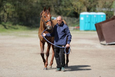 Visite ammissione Albo cavalli 2026, si è tenuta la prima giornata – FOTO