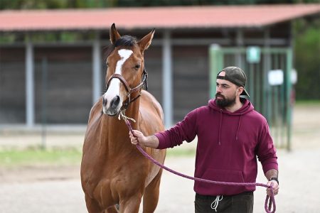 Palio di Siena, 144 cavalli ammessi all’Albo per il protocollo 2026 Visite Albo cavalli