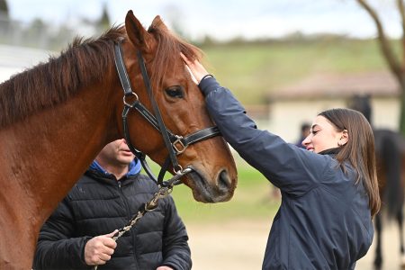 Palio, annullato l’addestramento a Monticiano Visite Albo cavalli