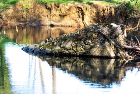 Parco fluviale dell’Elsa: più sicurezza e tutela ambientale