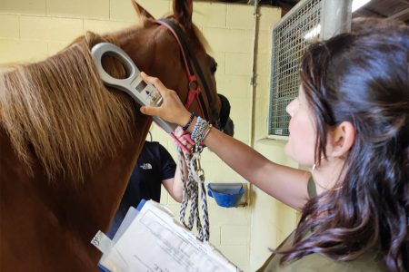 Siena, l’impegno dei veterinari dell’Asl Tse per il Palio di luglio 2026 Veterinario Asl Tse Palio di Siena, Anna Carone