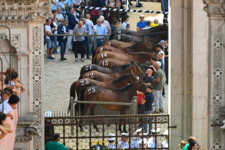 Palio di Siena del 2 luglio 2026, l’Assegnazione: esultano Onda, Aquila e Oca